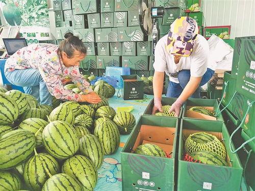 沧州吃瓜爆料视频大全集,视频大全集精彩瞬间回顾